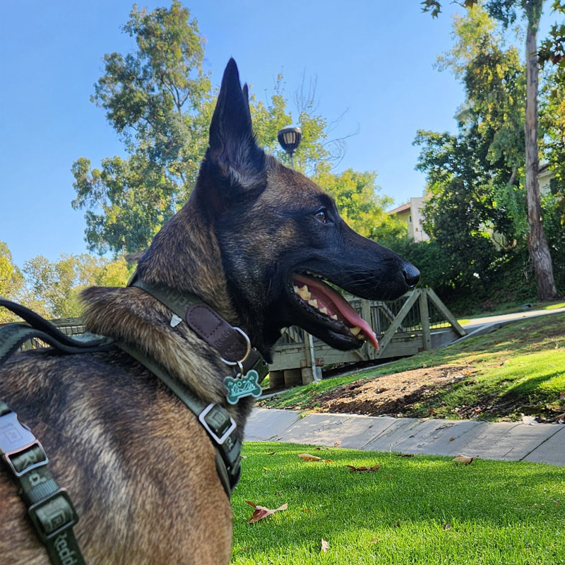 Dog receiving support through SoCal TeleVet in-home vet tech services in Southern California