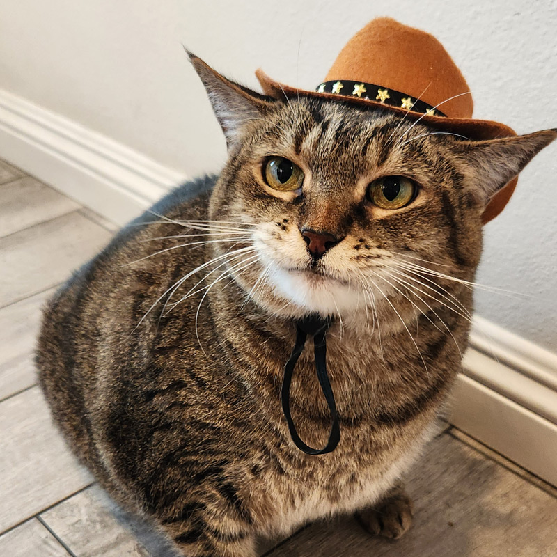 Schedule a virtual vet appointment with SoCal TeleVet in Los Angeles County