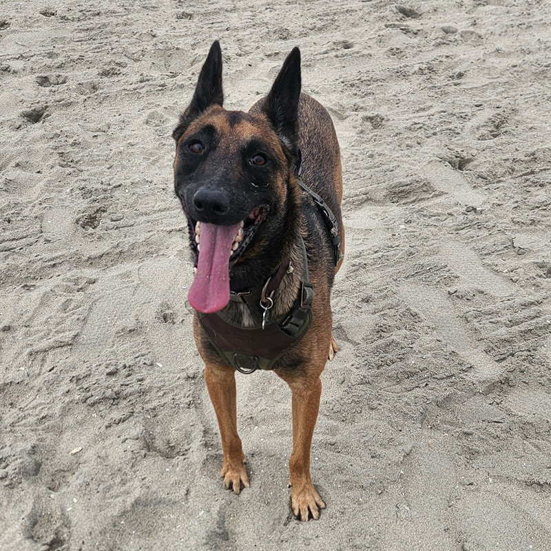 Contact SoCal TeleVet for virtual veterinary care in Orange County