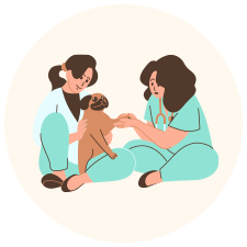 Outpatient pet care and follow-up support provided by veterinary professionals