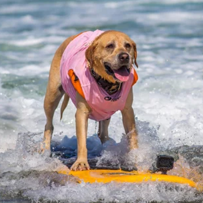 Happy dog benefiting from convenient pet wellness care in Southern California