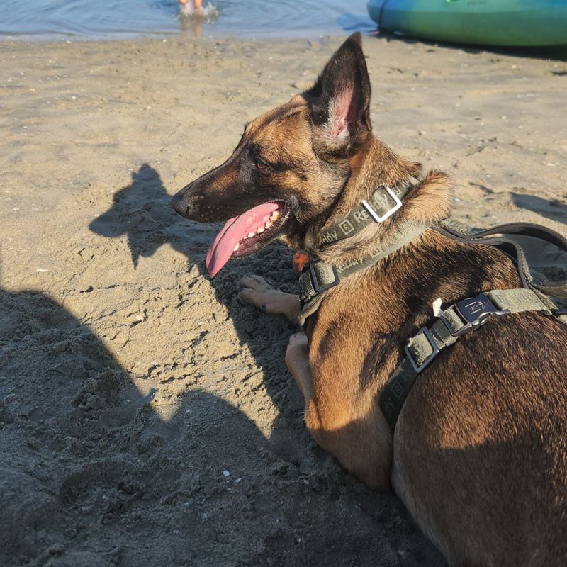 In-home vet tech services supporting pets across Southern California