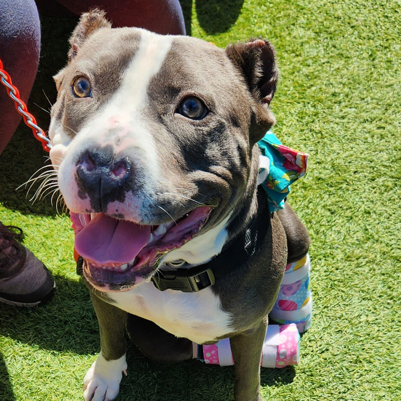 Southern California veterinary support for dogs and cats through SoCal TeleVet