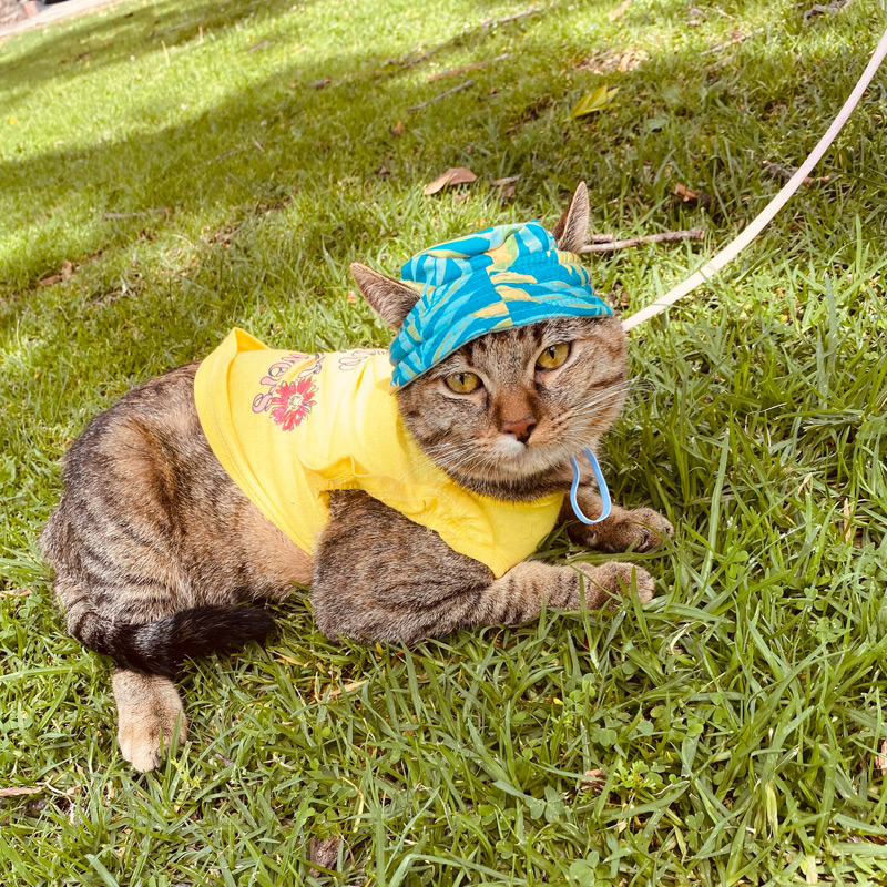 Virtual vet and in-home vet tech services available throughout Southern California