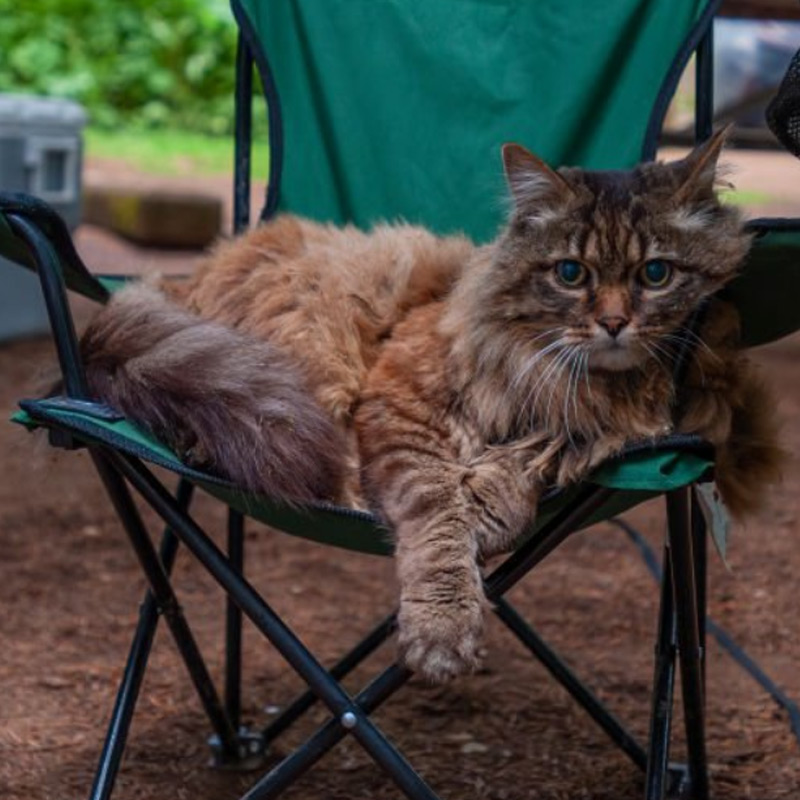 Cat patient receiving virtual veterinary care and wellness support through SoCal TeleVet