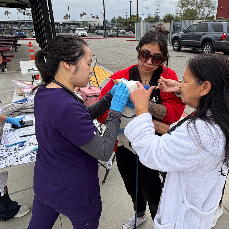 Veterinary professional examining a dog's ears during a community veterinary outreach event.