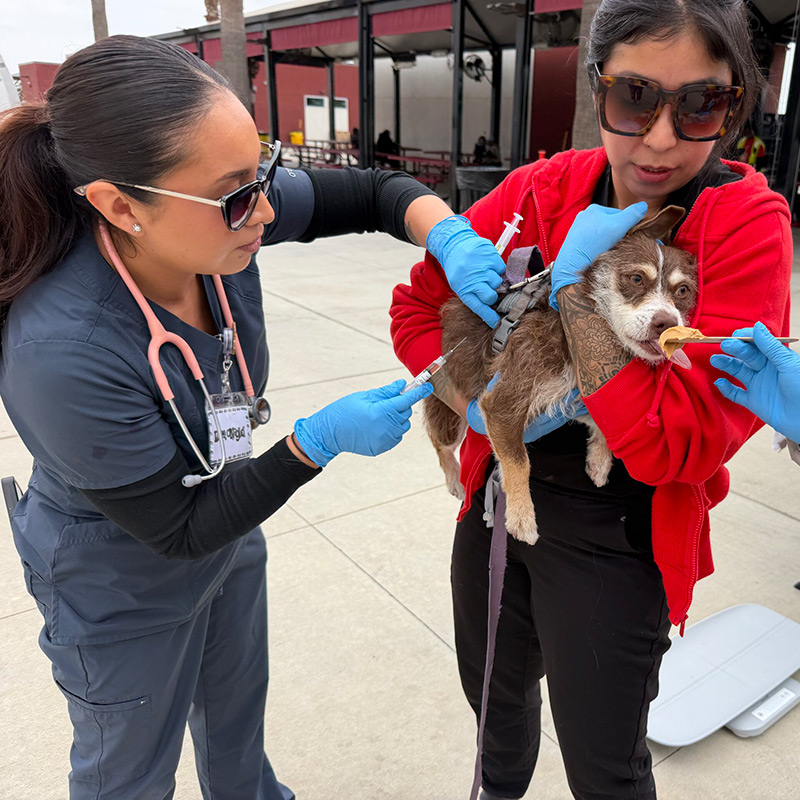 Veterinary professional administering a vaccination to a small dog during a community veterinary outreach event.