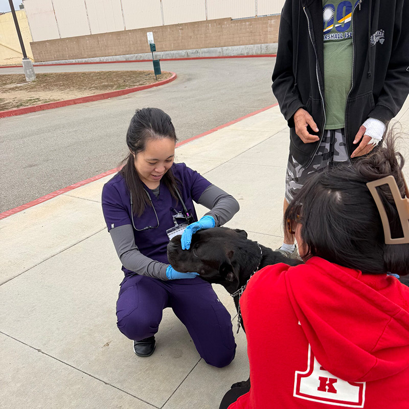 Veterinary professional examining a large dog during a community veterinary outreach event.