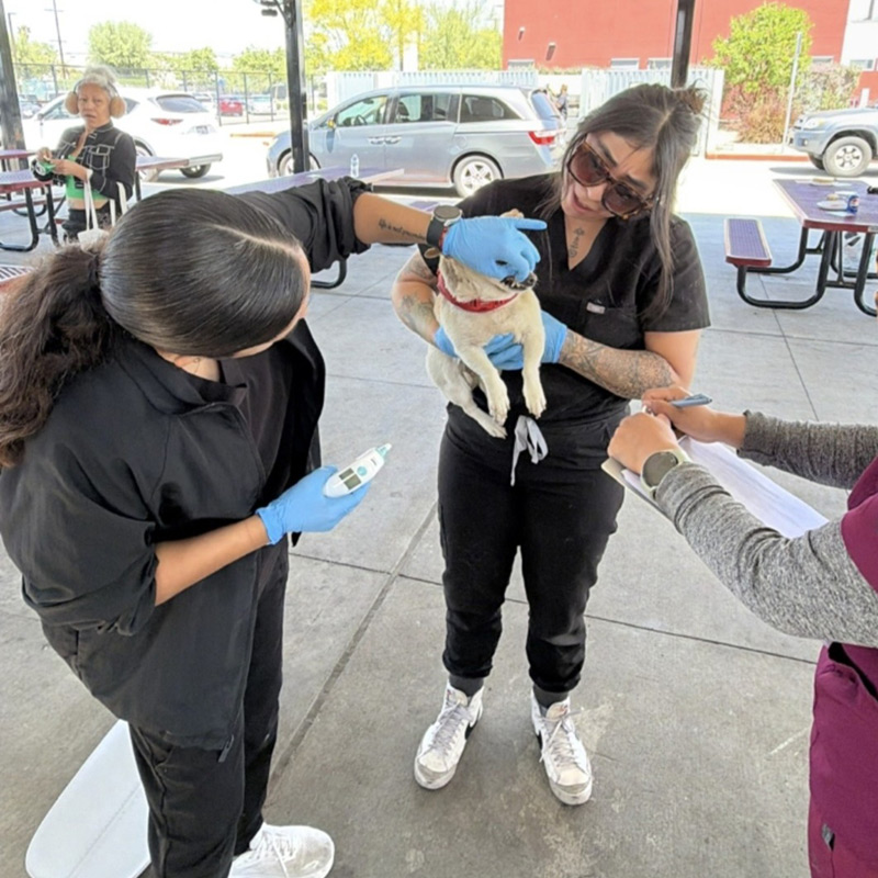 Veterinary professionals evaluating a small dog during a community pet wellness event.