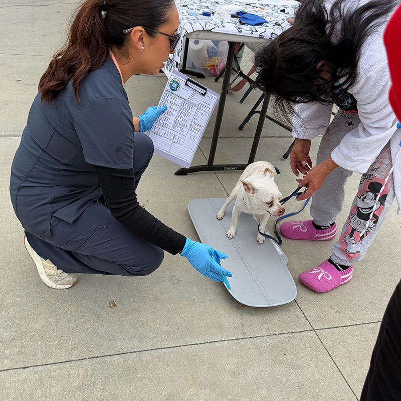 Veterinary professional recording a small dog's weight during a community pet wellness event.