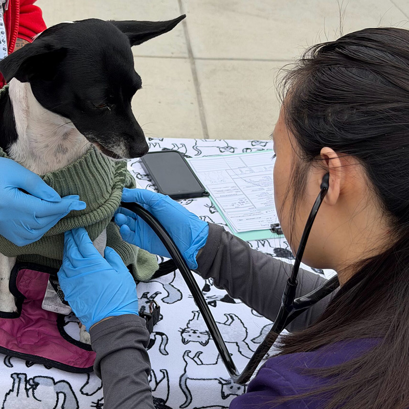 Veterinary professional performing a health examination on a small dog during a community pet care event.