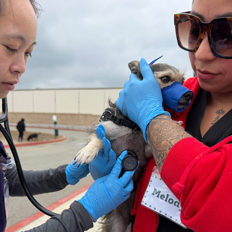 Veterinary professional performing a physical examination on a small dog during a community pet wellness event.